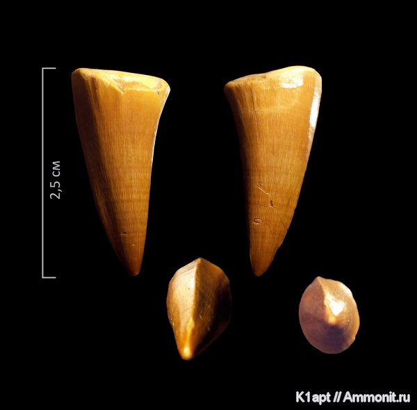 мел, мозазавры, Марокко, маастрихт, верхний мел, Platecarpus coryphaeus, Platecarpus, Mosasaurus anceps, Maastrichtian, Cretaceous, Upper Cretaceous
