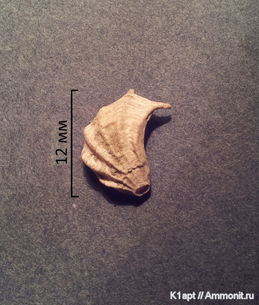 мел, двустворчатые моллюски, нижний мел, апт, устрицы, Plicatula, нижний апт, Aptian, Cretaceous, Lower Cretaceous