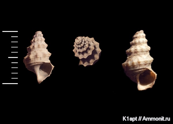 гастроподы, мел, брюхоногие моллюски, нижний мел, апт, Cirsocerithium subspinosum, нижний апт, Cirsocerithium, Aptian, Cretaceous, Lower Cretaceous