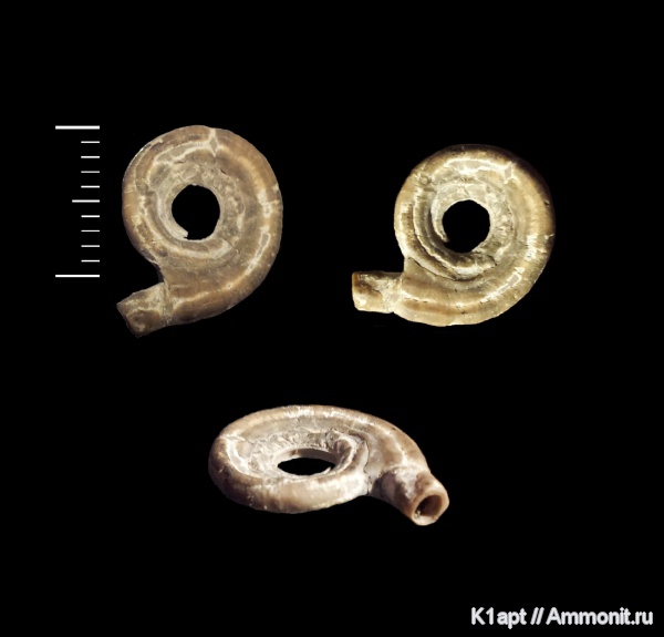 мел, серпулы, кольчатые черви, Serpula, нижний мел, апт, Serpulidae, нижний апт, Praerotularia, Aptian, Cretaceous, Lower Cretaceous