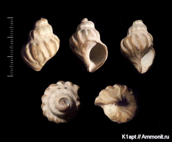 гастроподы, мел, брюхоногие моллюски, нижний мел, апт, Khetella, нижний апт, Khetella glasunovi, Aptian, Cretaceous, Lower Cretaceous