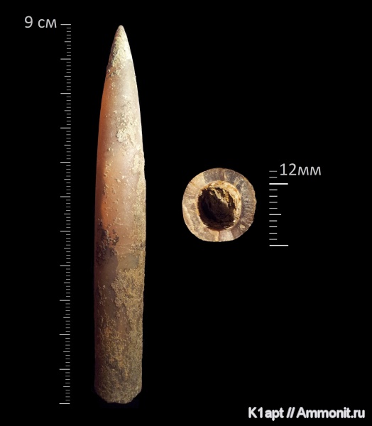 белемниты, ростры, апт, Саратовская область, нижний апт, Aptian, belemnites
