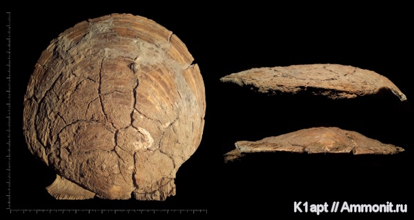 мел, двустворчатые моллюски, нижний мел, апт, Camptonectes, нижний апт, Camptonectes imperialis, Aptian, Cretaceous, Lower Cretaceous