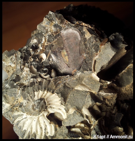 мел, рыбы, нижний мел, апт, чешуя, нижний апт, чешуя рыб, Aptian, Cretaceous, Lower Cretaceous, fish