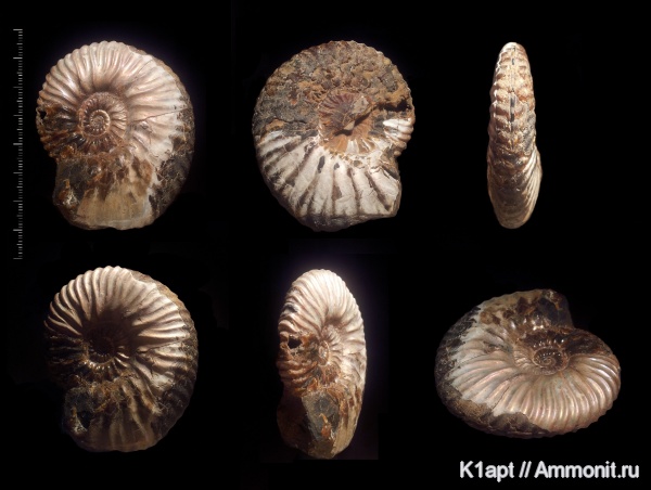 аммониты, мел, нижний мел, Deshayesites, апт, прижизненные повреждения, Ammonites, нижний апт, Aptian, Cretaceous, Lower Cretaceous