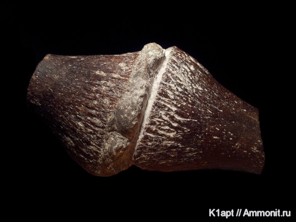 рептилии, юра, водные рептилии, плиозавры, Ундоры, кимеридж, Ульяновская область, верхняя юра, Liopleurodon, верхний кимеридж, Pliosaurus, фаланги, Kimmeridgian, Jurassic, Upper Jurassic, элемент ласта морской рептилии