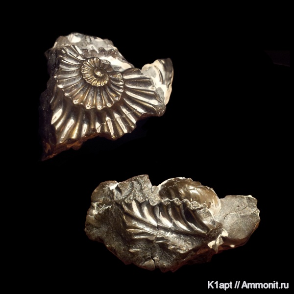 аммониты, юра, Германия, плинсбах, нижняя юра, Pleuroceras, Ammonites, Pleuroceras spinatum, Amaltheidae, плинсбахский ярус, ранняя юра, верхний плинсбах, Pliensbachian, Jurassic, Lower Jurassic