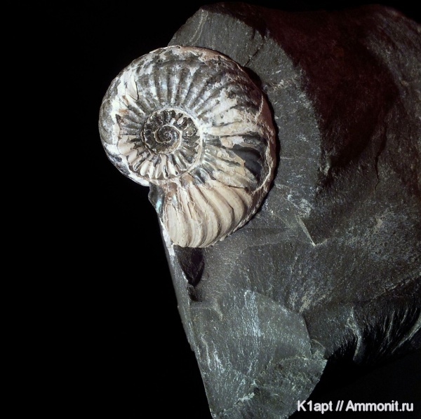 аммониты, юра, Германия, плинсбах, нижняя юра, Pleuroceras, Ammonites, Amaltheidae, плинсбахский ярус, ранняя юра, верхний плинсбах, Pleuroceras solare, Pliensbachian, Jurassic, Lower Jurassic