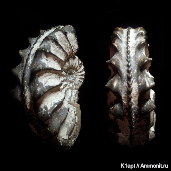 аммониты, юра, Германия, плинсбах, нижняя юра, Pleuroceras, Ammonites, Pleuroceras spinatum, Amaltheidae, плинсбахский ярус, ранняя юра, верхний плинсбах, Pliensbachian, Jurassic, Lower Jurassic
