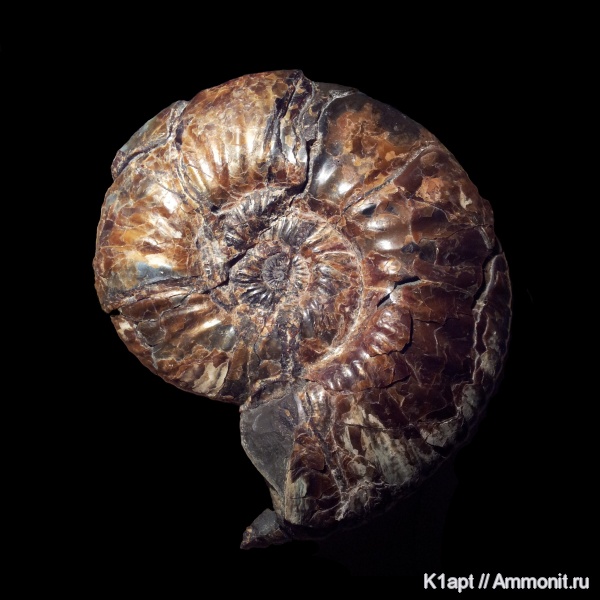 аммониты, мел, макроконхи, нижний мел, Deshayesites, апт, устье, Ammonites, нижний апт, Macroconchs, Aptian, Cretaceous, Lower Cretaceous