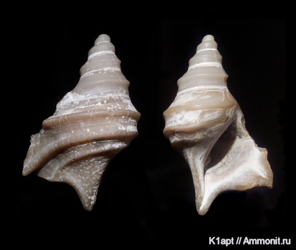 гастроподы, моллюски, мел, меловой период, брюхоногие моллюски, нижний мел, апт, прижизненные повреждения, Саратовская область, сверлящие, нижний апт, Aporrhaidae, Trilemma, Trilemma striatocarinatum, Aptian, Cretaceous, Lower Cretaceous