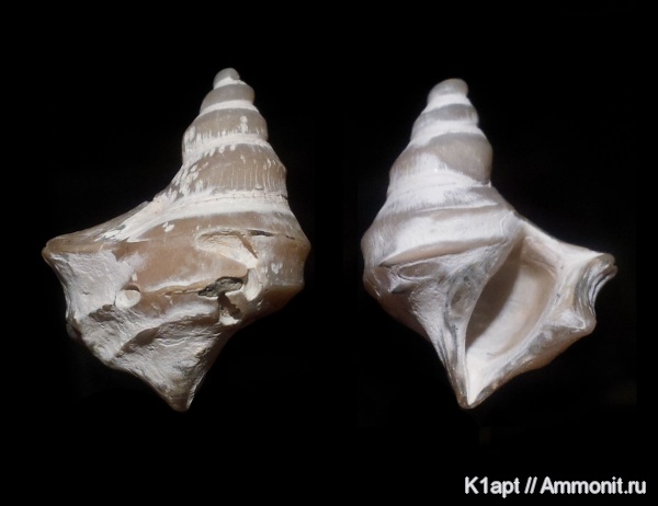 гастроподы, моллюски, мел, меловой период, брюхоногие моллюски, нижний мел, апт, прижизненные повреждения, Саратовская область, сверлящие, нижний апт, Aporrhaidae, Trilemma, Trilemma striatocarinatum, Aptian, Cretaceous, Lower Cretaceous