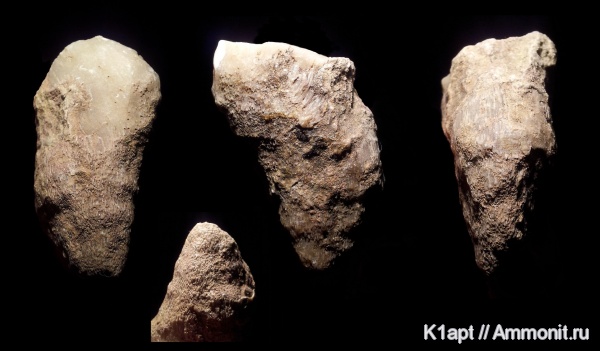 ордовик, мшанки, Ленинградская область, Ordovician