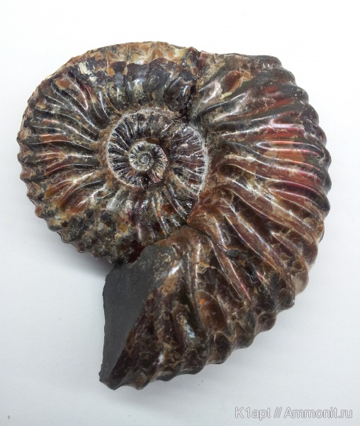 аммониты, мел, нижний мел, Deshayesites, апт, Ammonites, нижний апт, Aptian, Cretaceous, Lower Cretaceous