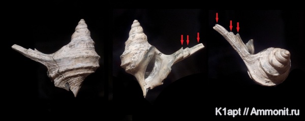 гастроподы, моллюски, мел, меловой период, брюхоногие моллюски, нижний мел, апт, прижизненные повреждения, Саратовская область, нижний апт, Aporrhaidae, Trilemma, Trilemma striatocarinatum, Aptian, Cretaceous, Lower Cretaceous