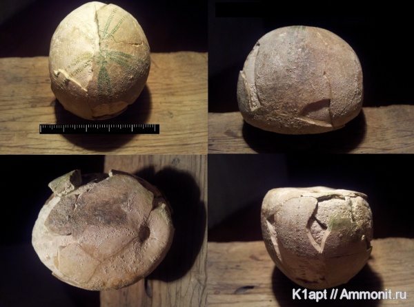 морские ежи, мел, мезозойская эра, верхний мел, Саратовская область, Echinocorys, кампан, Echinocorys ovatus, Campanian, Cretaceous, Upper Cretaceous