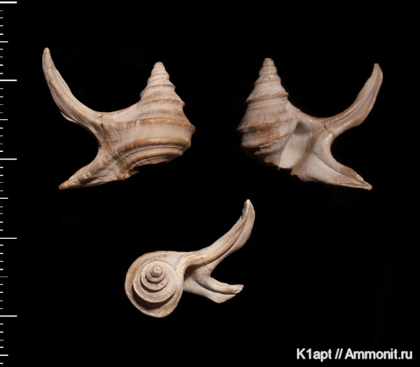 гастроподы, моллюски, мел, меловой период, брюхоногие моллюски, нижний мел, апт, Саратовская область, Aporrhaidae, Trilemma, Trilemma striatocarinatum, Aptian, Cretaceous, Lower Cretaceous