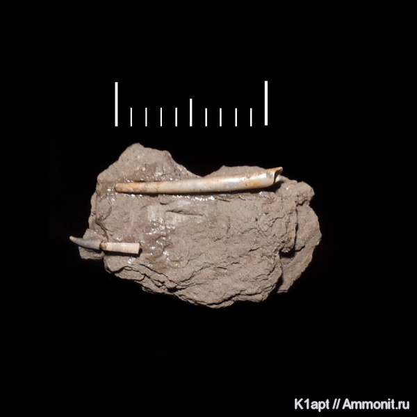 мел, скафоподы, лопатоногие моллюски, нижний мел, апт, Саратовская область, нижний апт, Aptian, Cretaceous, Lower Cretaceous