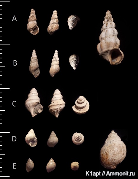гастроподы, мел, брюхоногие моллюски, нижний мел, апт, нижний апт, Ringinella, Trilemma, Trilemma striatocarinatum, Aptian, Cretaceous, Lower Cretaceous