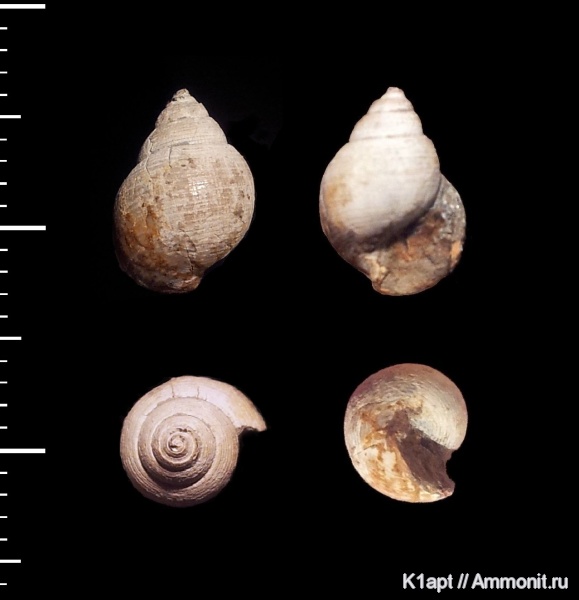 гастроподы, мел, брюхоногие моллюски, нижний мел, апт, Ringinella obtusa, нижний апт, Ringinella, Aptian, Cretaceous, Lower Cretaceous