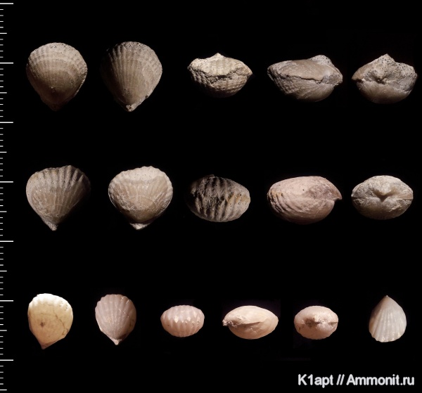 брахиоподы, мел, мезозойская эра, верхний мел, Саратовская область, турон, Terebratulida, Orbirhynchia, orbirhynchia orbignyi, Turonian, Cretaceous, Upper Cretaceous