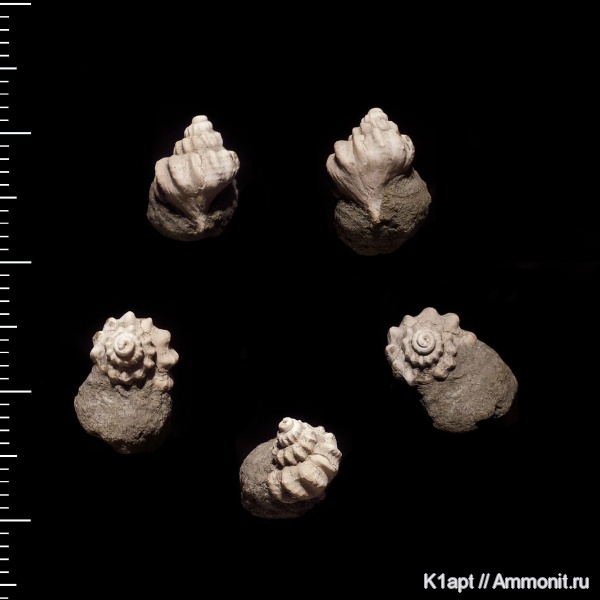 гастроподы, мел, брюхоногие моллюски, нижний мел, апт, Khetella, нижний апт, зона Deshayesites tenuicostatus, Aptian, Cretaceous, Lower Cretaceous