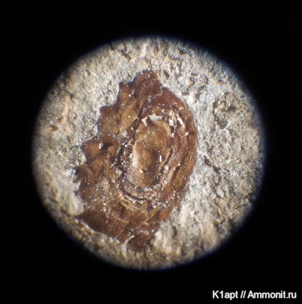 мел, рыбы, нижний мел, апт, чешуя, нижний апт, чешуя рыб, зона Volgoceratoides schilovkensis, Aptian, Cretaceous, Lower Cretaceous, fish