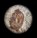 Микроокаменелость: чешуя рыбы #2 (1 мм)
