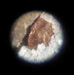 Микроокаменелость: чешуя рыбы #3 (1 мм)