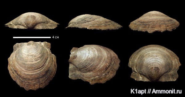 мел, двустворки, нижний мел, апт, Camptonectes, Саратовская область, нижний апт, Camptonectes imperialis, пелециподы, Aptian, Cretaceous, Lower Cretaceous