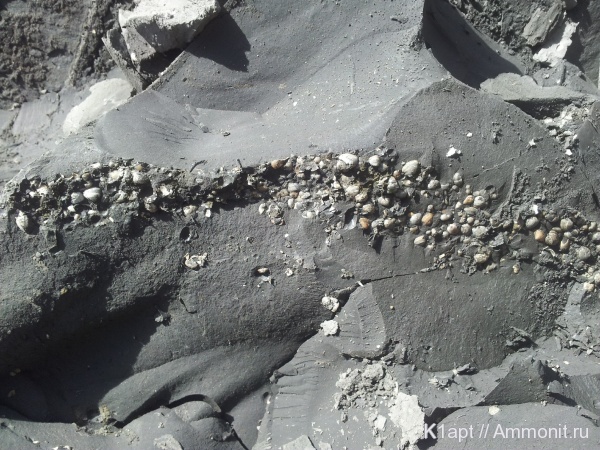 мел, двустворчатые моллюски, нижний мел, апт, нижний апт, Aptian, Cretaceous, Lower Cretaceous