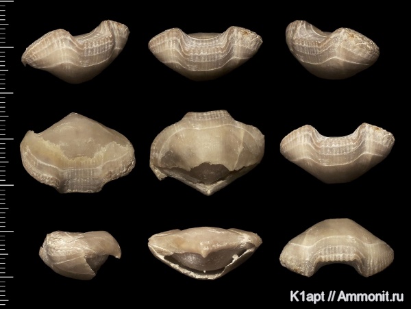 брахиоподы, мел, маастрихт, верхний мел, Rhynchonellida, Cretirhynchia, cretirhynchia retracta, Вольск, верхний маастрихт, Maastrichtian, Cretaceous, Upper Cretaceous