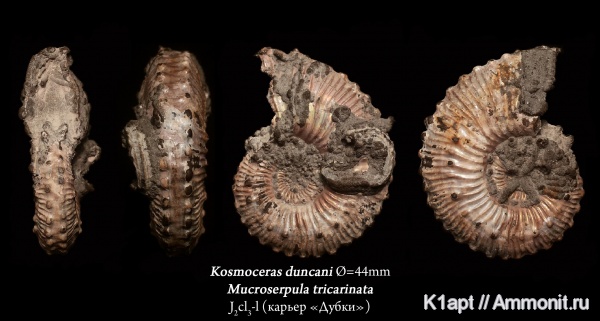 аммониты, юра, Kosmoceras, серпулы, Serpula, келловей, верхний келловей, Дубки, Serpulidae, Саратов, Kosmoceratidae, Саратовская область, зона Quenstedtoceras lamberti, Ammonites, Kosmoceras duncani, Mucroserpula, Mucroserpula tricarinata, Callovian, Jurassic, Middle Jurassic