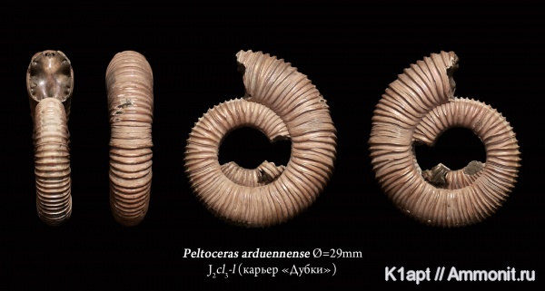 аммониты, юра, келловей, Peltoceras, верхний келловей, Дубки, Саратов, Саратовская область, зона Quenstedtoceras lamberti, Peltoceras arduennense, Ammonites, Peltoceratinae, Aspidoceratidae, Callovian, Jurassic, Middle Jurassic