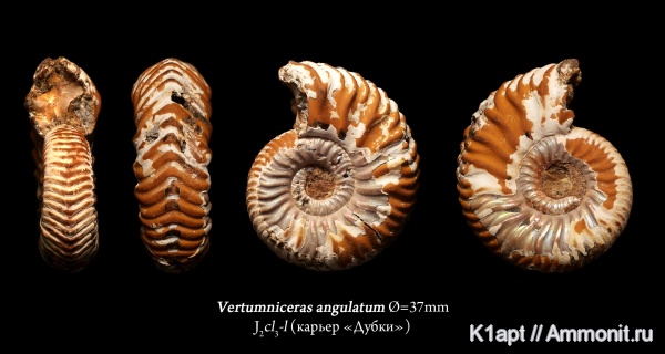 аммониты, юра, келловей, верхний келловей, Дубки, Саратов, Vertumniceras, Саратовская область, Vertumniceras angulatum, зона Quenstedtoceras lamberti, Cardioceratidae, Ammonites, Quenstedtoceratinae, Callovian, Jurassic, Middle Jurassic