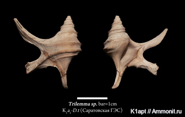 гастроподы, моллюски, мел, меловой период, брюхоногие моллюски, нижний мел, апт, Саратовская область, Aporrhais, нижний апт, Aporrhaidae, Trilemma, зона Deshayesites tenuicostatus, Aptian, Cretaceous, Lower Cretaceous