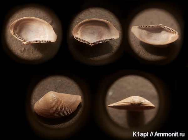 нижний мел, апт, ?, Phaenodesmia, нижний апт, Nuculoida, Malletiidae, зона Deshayesites tenuicostatus, Aptian, Lower Cretaceous