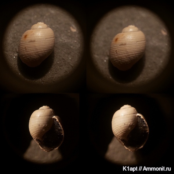 гастроподы, мел, брюхоногие моллюски, нижний мел, апт, нижний апт, Opisthobranchia, Sulcoactaeonidae, зона Deshayesites deshayesi, Aptian, Cretaceous, Lower Cretaceous