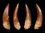 Зуб Zarafasaura oceanis Vincent et al. 2011