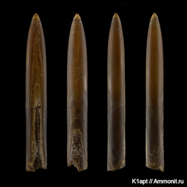 белемниты, мел, нижний мел, апт, Саратовская область, нижний апт, зона Volgoceratoides schilovkensis, Aptian, belemnites