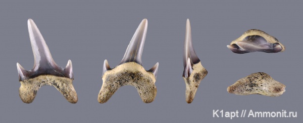 мел, акулы, сеноман, зубы акул, ?, Lamniformes