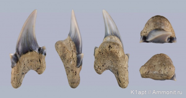 мел, акулы, сеноман, зубы акул, симфизные зубы, Dwardius