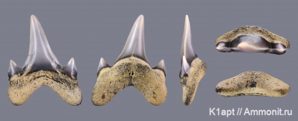 мел, акулы, сеноман, зубы акул, Archaeolamna