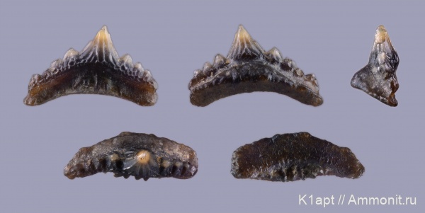 мел, акулы, нижний мел, апт, зубы акул, Synechodus, нижний апт, Synechodus dubrisiensis, Aptian, Cretaceous, Lower Cretaceous, shark teeth, sharks
