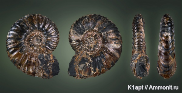 аммониты, мел, Deshayesites, апт, Ammonites, нижний апт, Aptian, Cretaceous, Deshayesites bodei