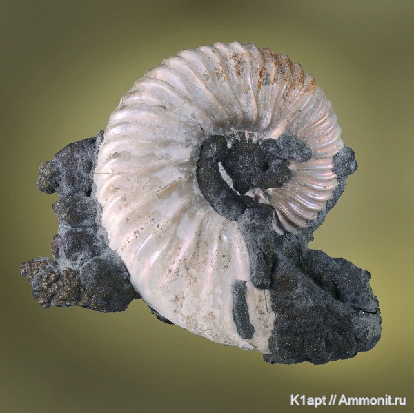 аммониты, мел, Deshayesites, апт, Ammonites, нижний апт, Aptian, Cretaceous