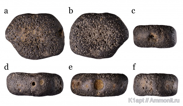 черепахи, морские рептилии, апт, кости, нижний апт, Chelonia черепахи, морские рептилии, апт, кости, нижний апт, Chelonia