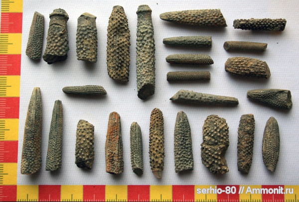 иглокожие, юра, Крым, иглы морских ежей, Судак, Jurassic