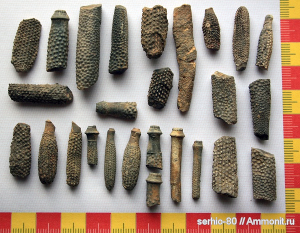 иглокожие, юра, Крым, иглы морских ежей, Судак, Jurassic