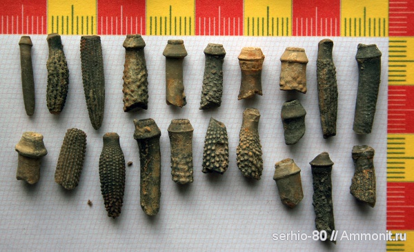 иглокожие, юра, Крым, иглы морских ежей, Судак, Jurassic